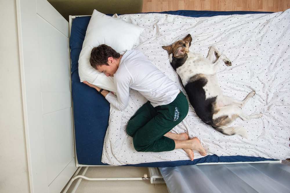 Who Actually Owns the Bed—Me or My Dog?