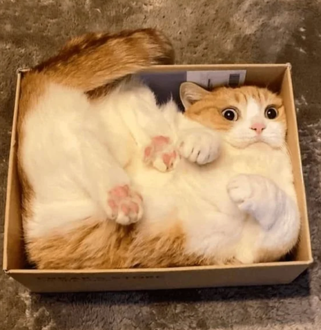 My Cat’s Comedy Routine Never Ends
