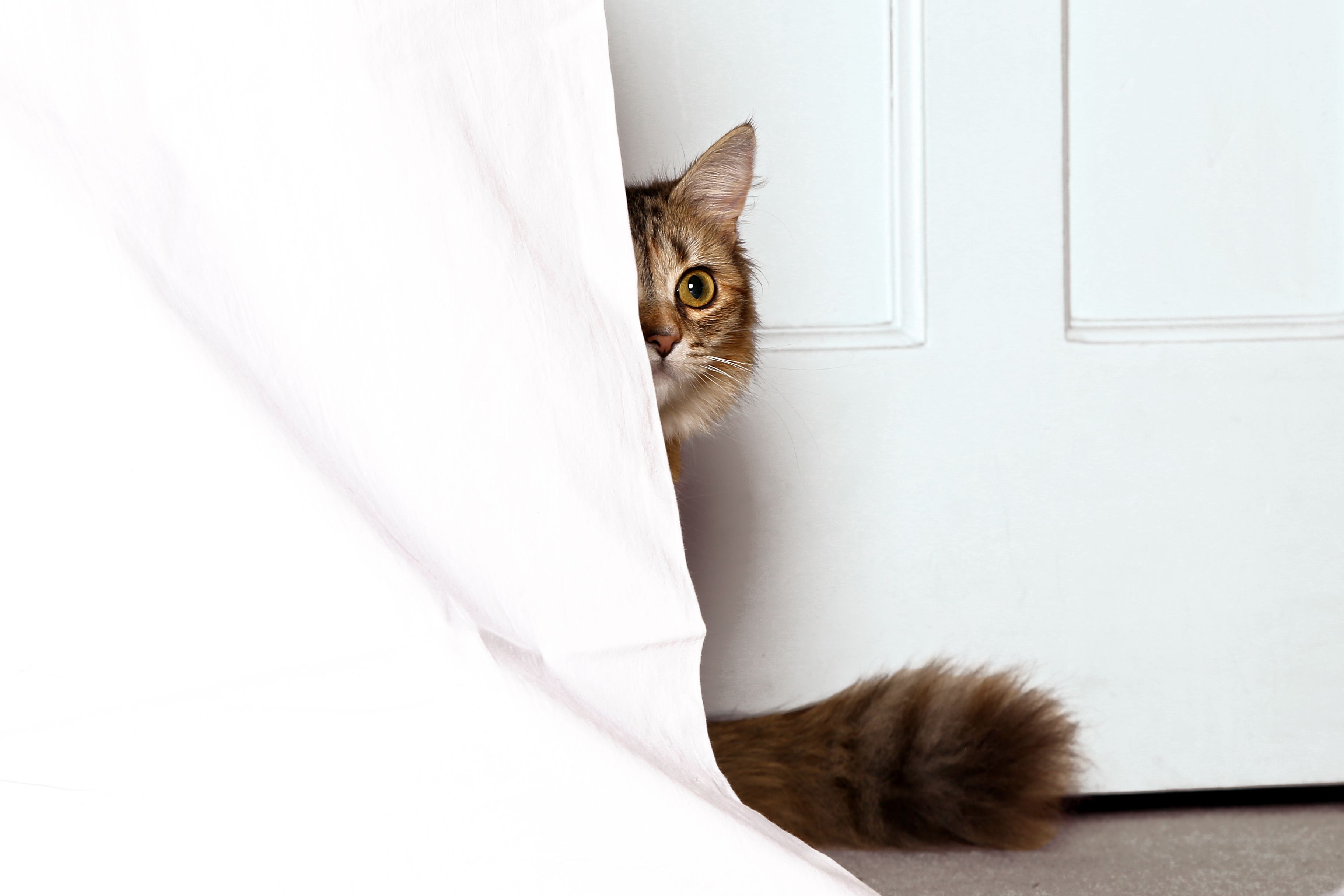 Why My Cat Thinks Curtains Are Magic