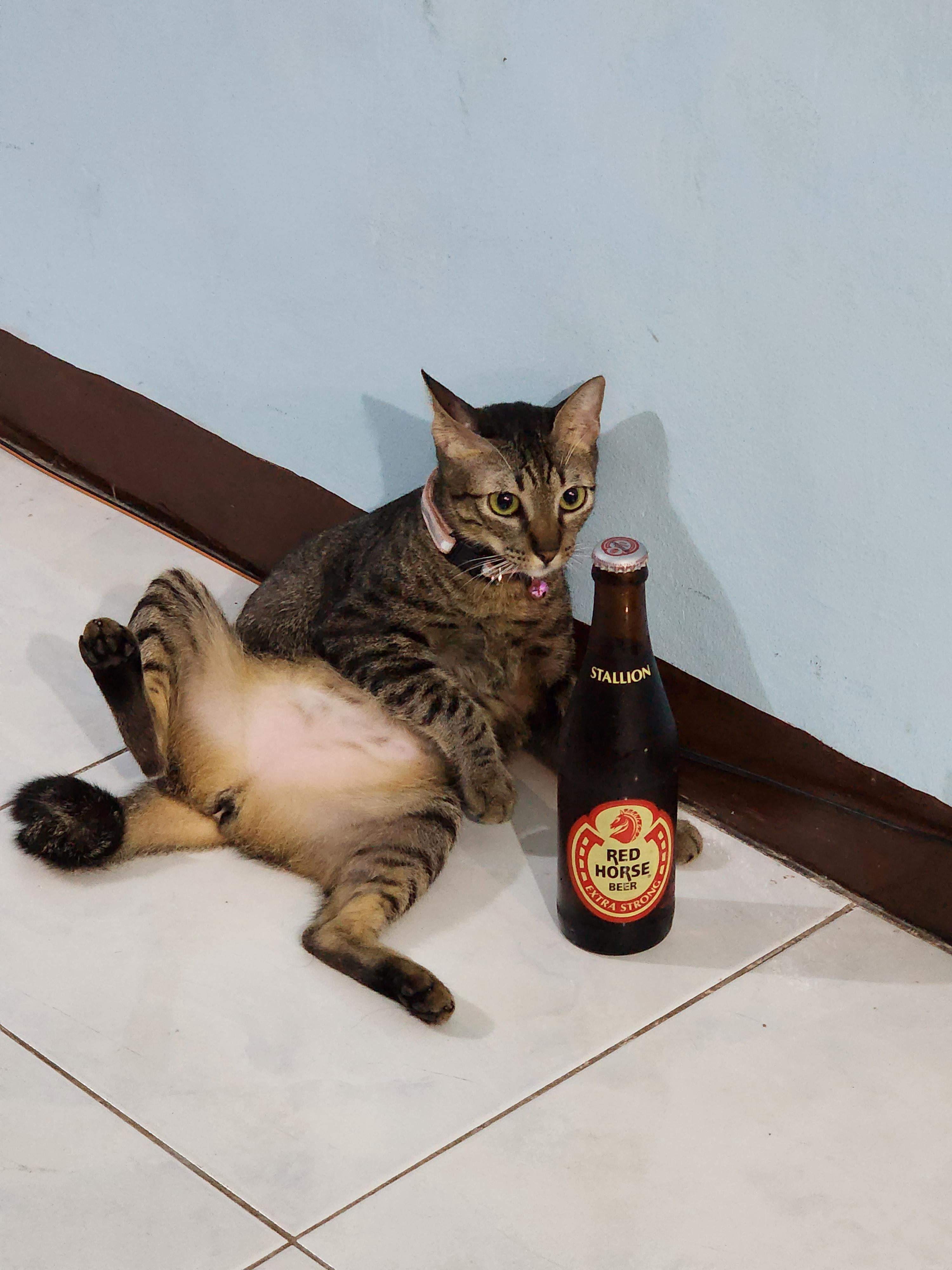 Meet Mango: The Feline Mood Booster