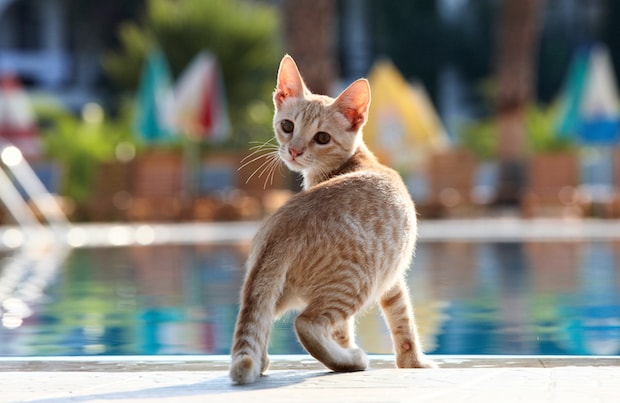 My Cat’s Reluctant Poolside Adventure