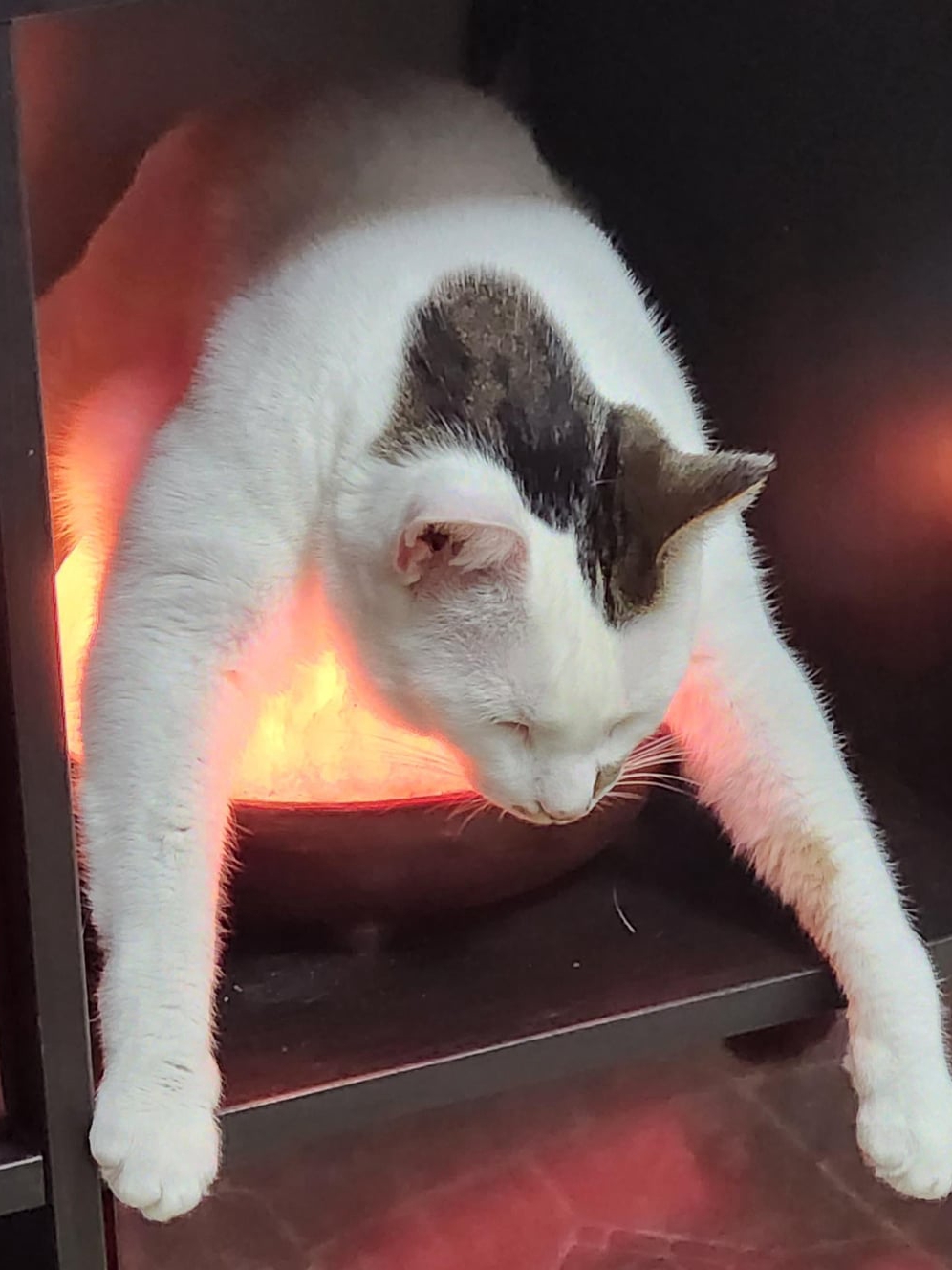 Why Does My Cat Sunbathe Like This?