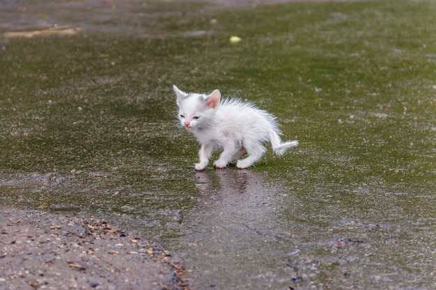 Rescued a Tiny Riverbank Survivor