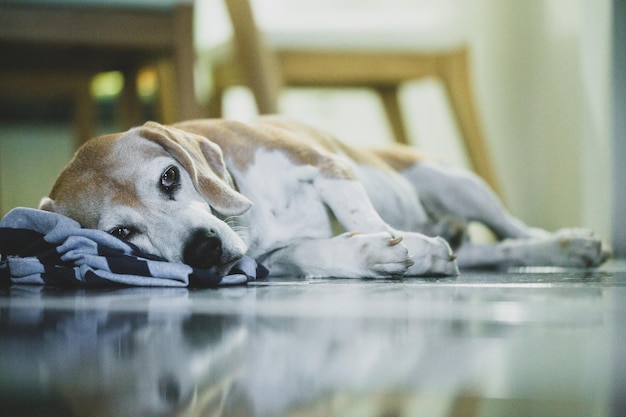 Goodbye to My Shadow, Max the Dog