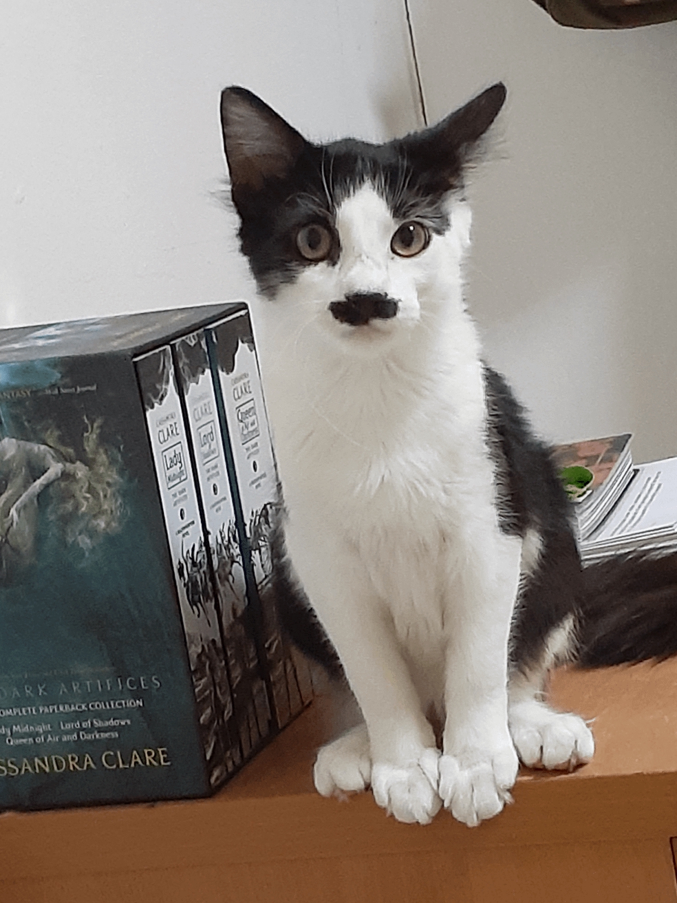 Is My Cat Actually a Tuxedo or Just Fancy?