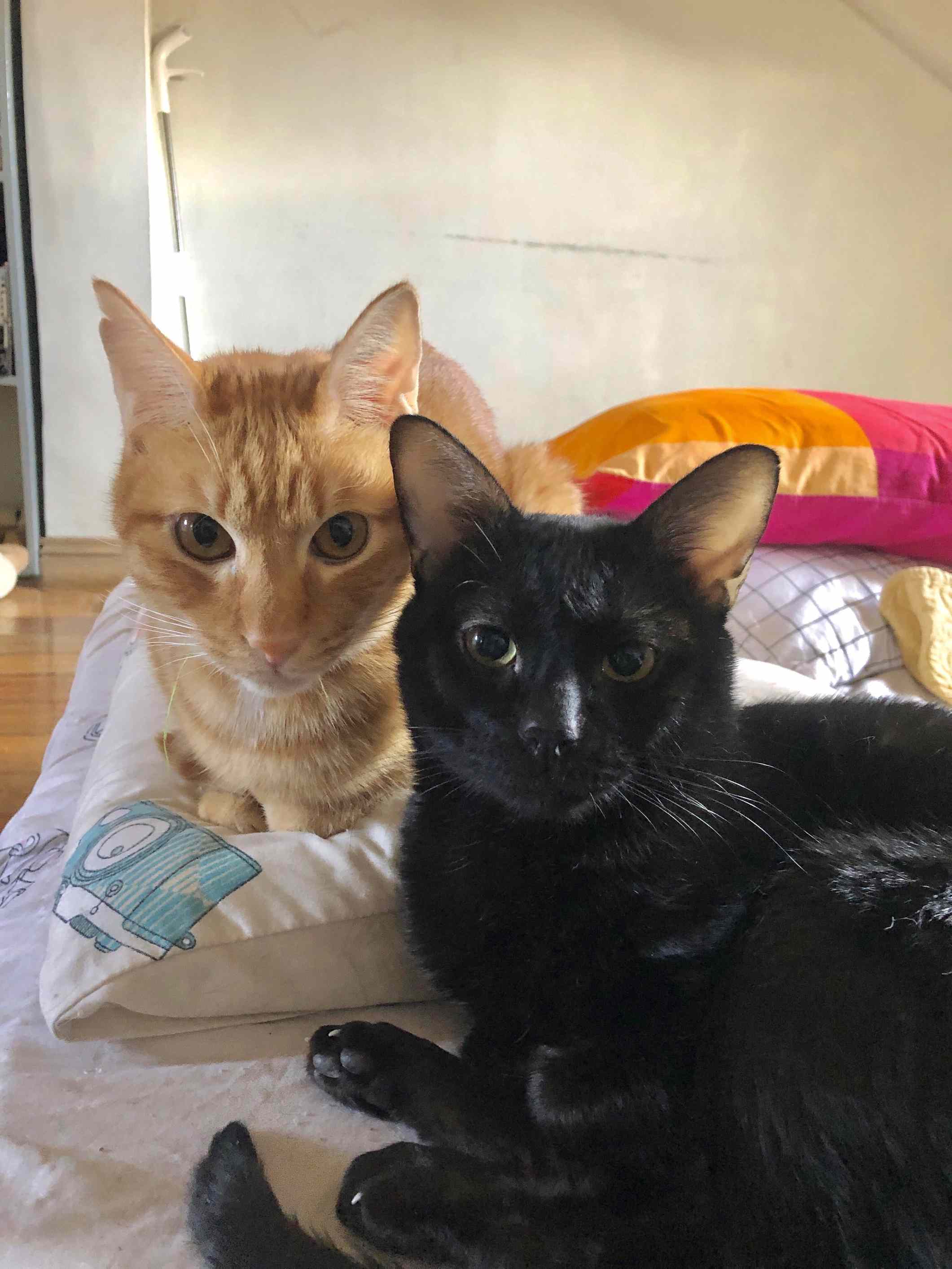 When Your Cat Brings Home a Mystery Date