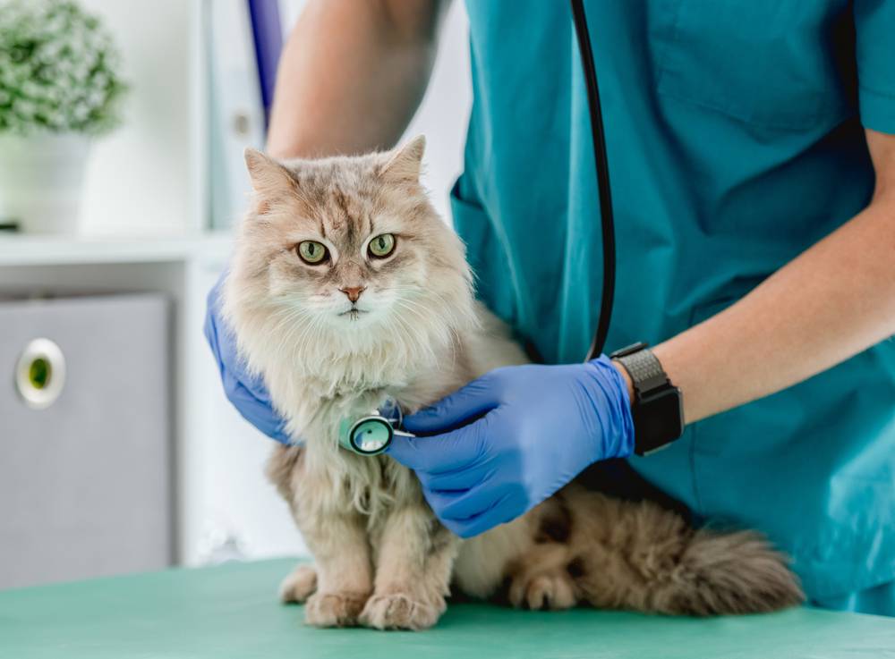 My Cat’s Vet Bills Are Breaking Me