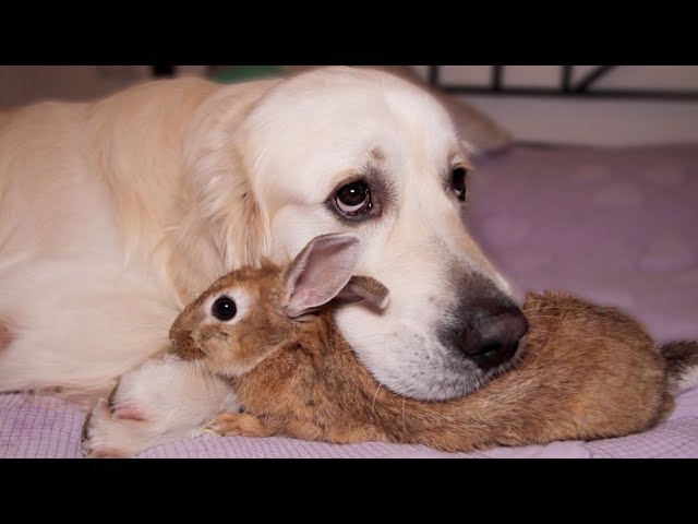 When Your Dog Befriends the New Bunny