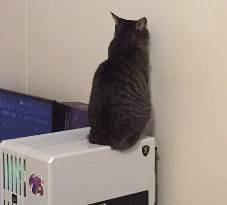 Why Is My Cat Staring at the Wall?