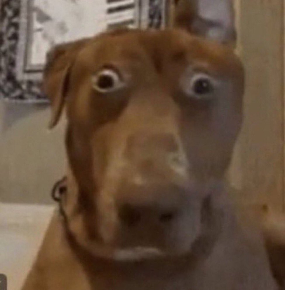 My Dog’s Existential Crisis: Guests Edition