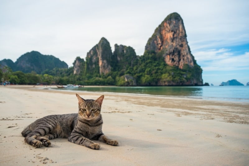My Cat’s Hilarious First Beach Day