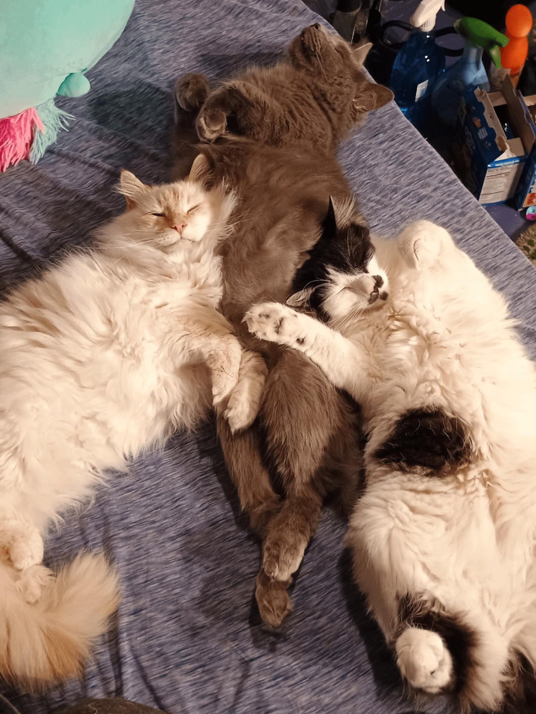 When Your Pets Form a Fluffy Dogpile