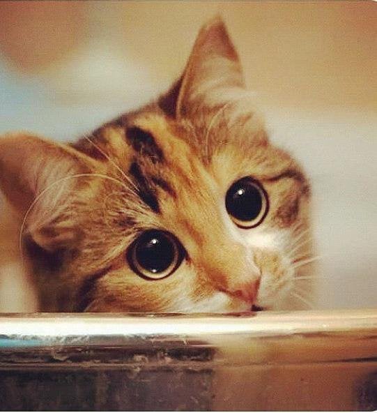 My Cat’s Eyes Are My Weakness
