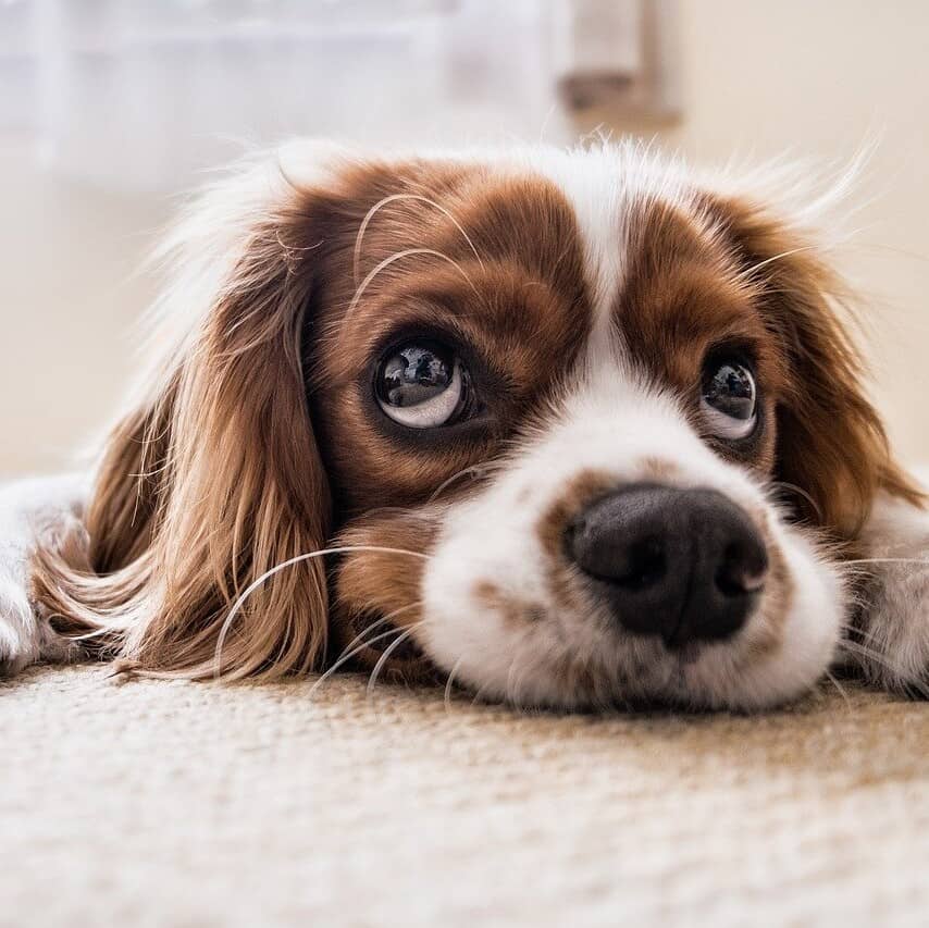 When Your Dog Checks If It's Okay to Steal Food