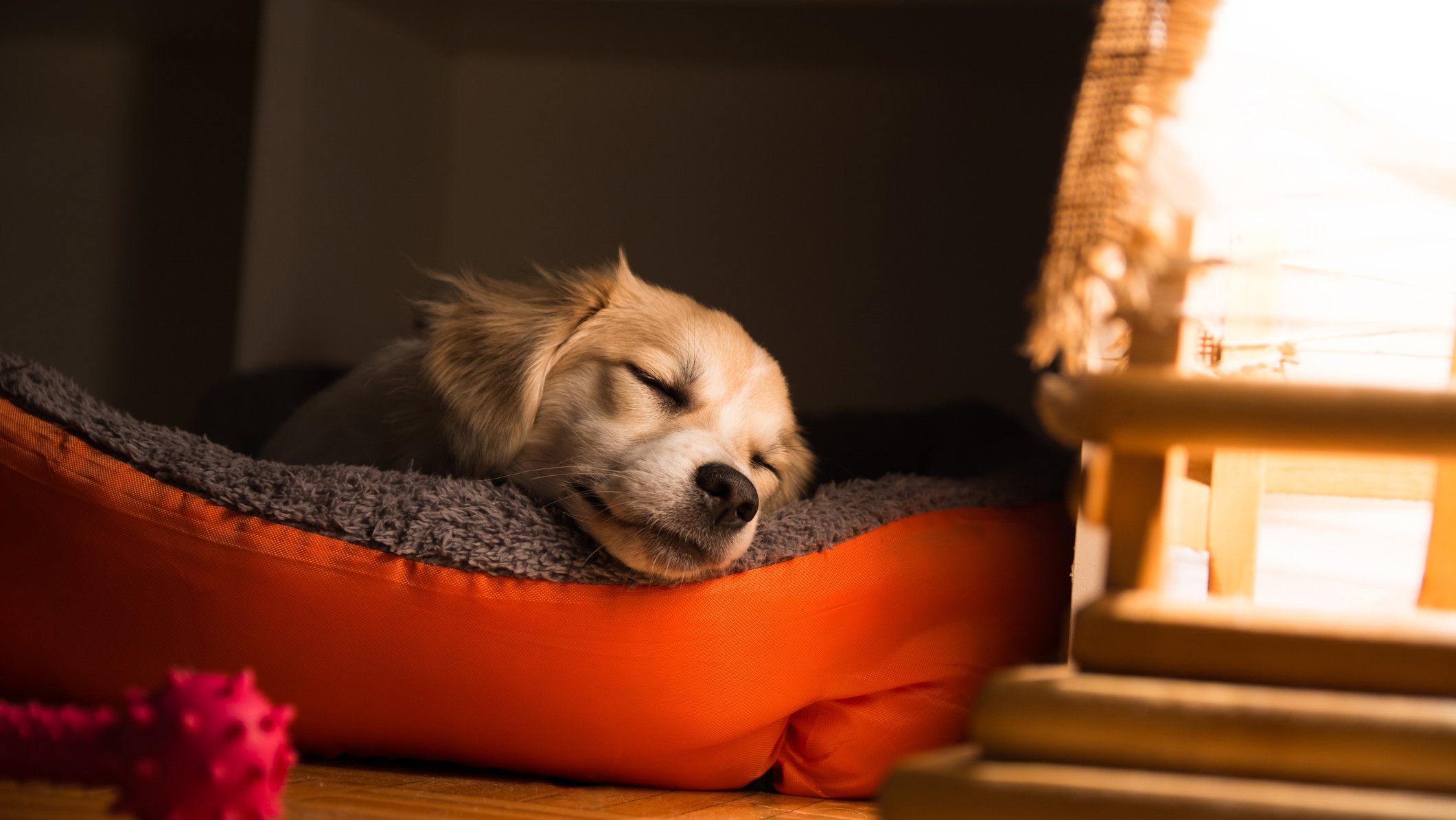 When Puppies Nap, All My Problems Pause