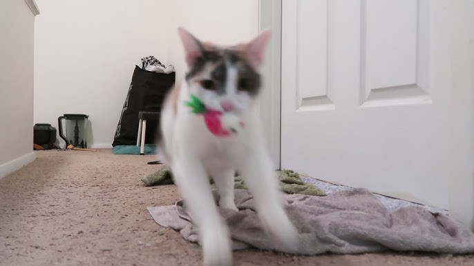 My Cat vs. the Fancy Pet Cam: Guess Who Won?