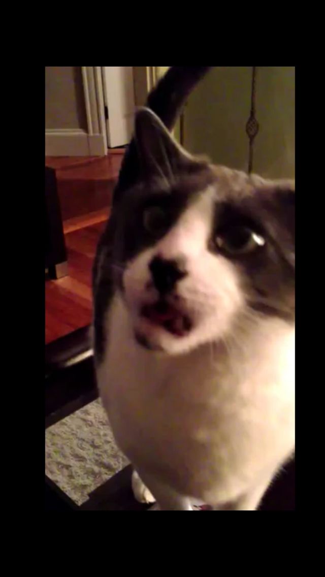 My Cat’s Face Says It All 😂