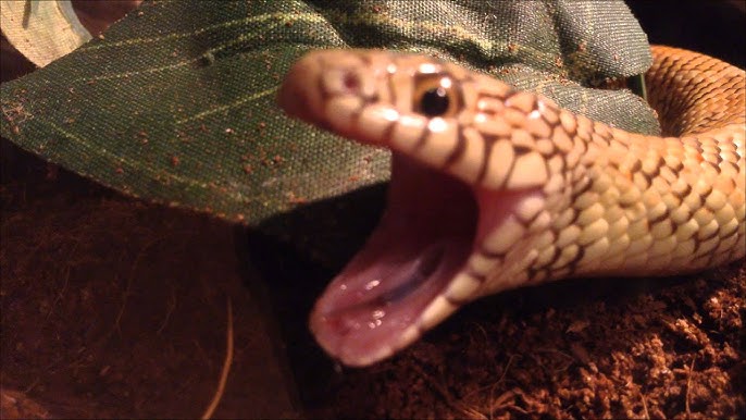 When Your Pet Snake Out-cutes Your Cat