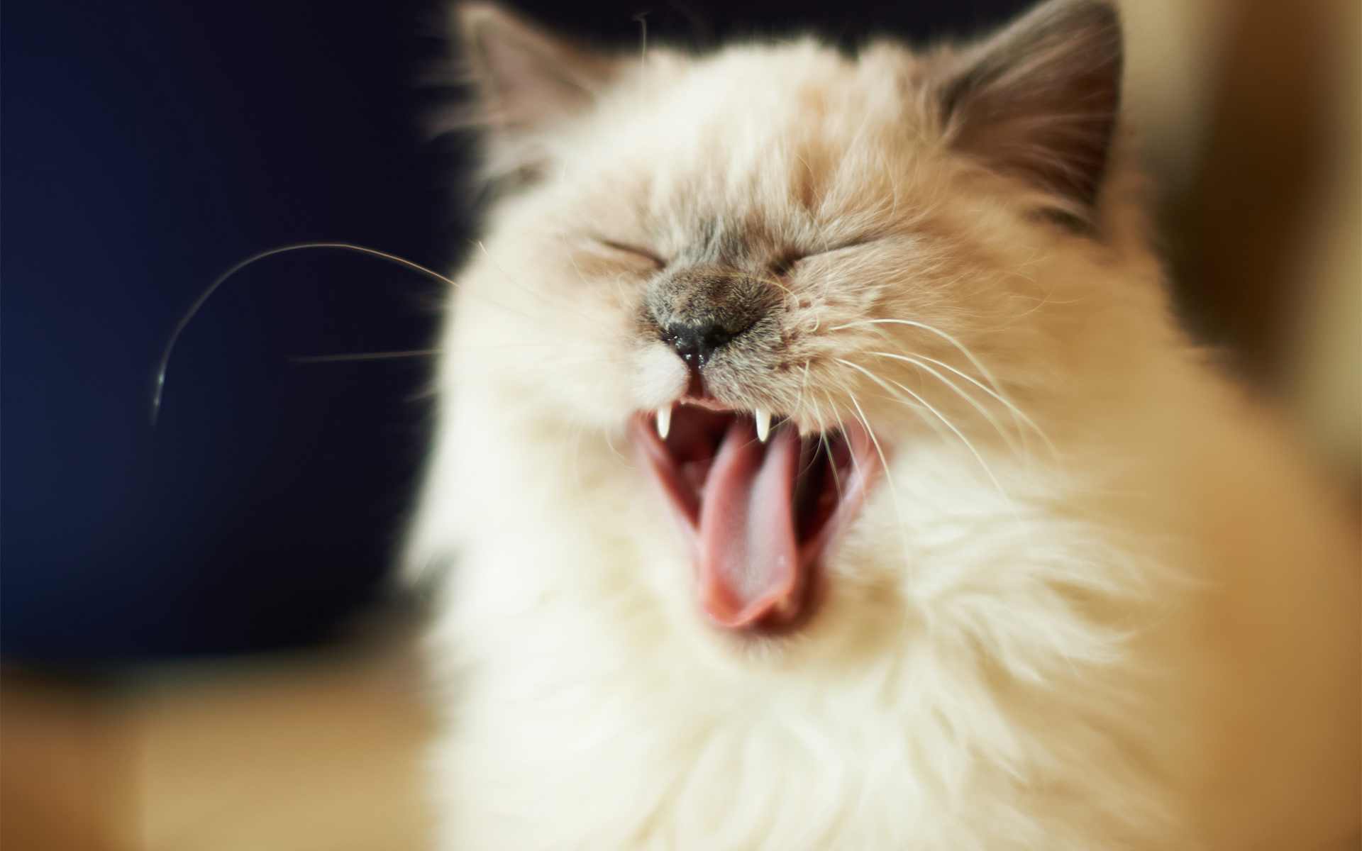 When Your Cat Outnaps You (and Brags About It)