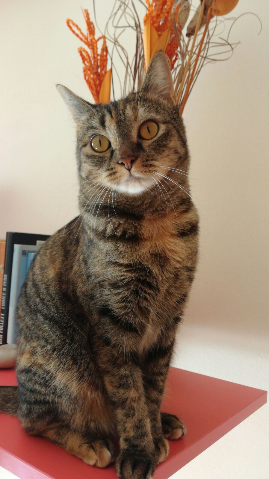 My Cat Only Performs for the Camera