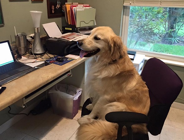 My Dog Just Promoted Himself to Manager