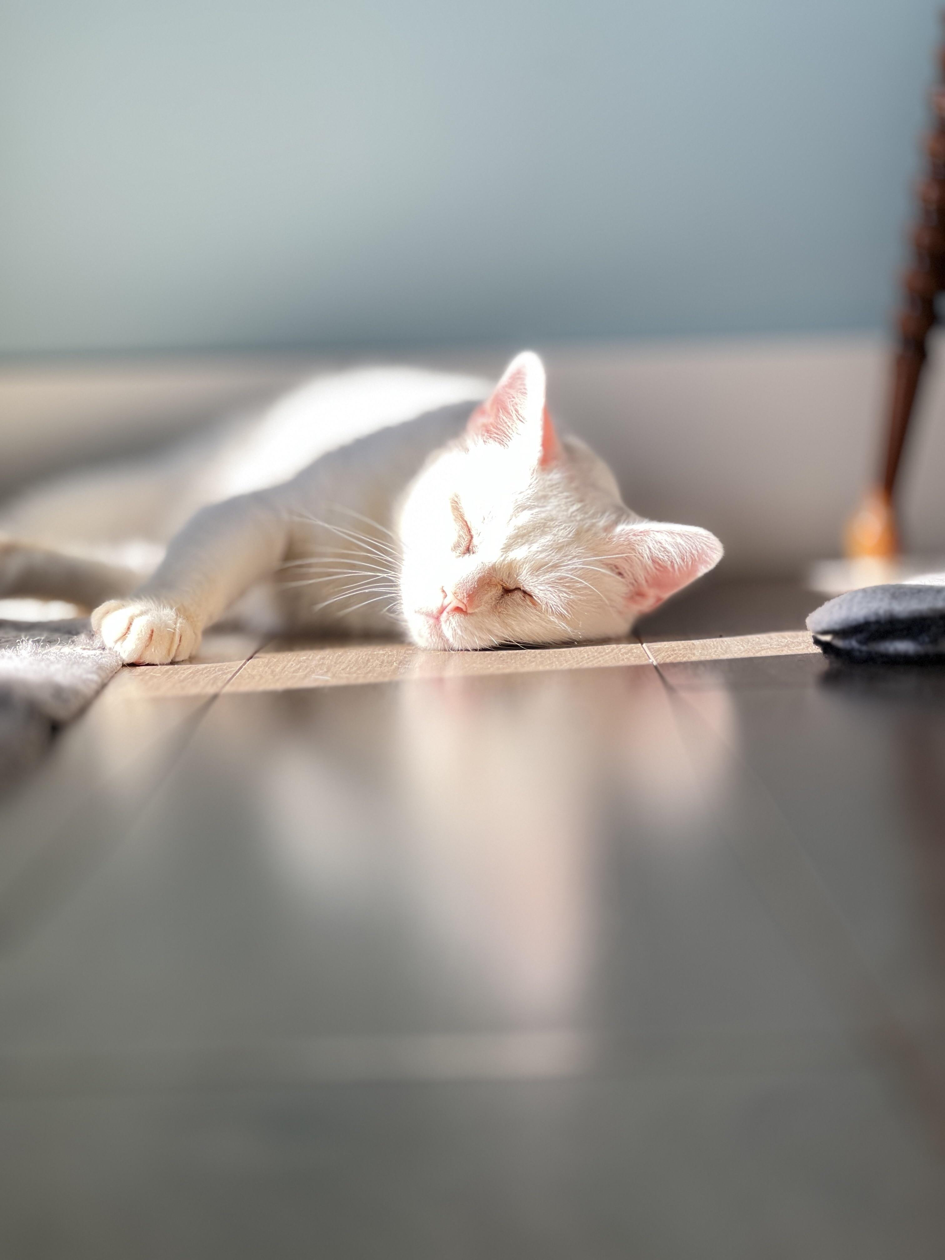 Sunbeam Wars: My Cat Always Wins