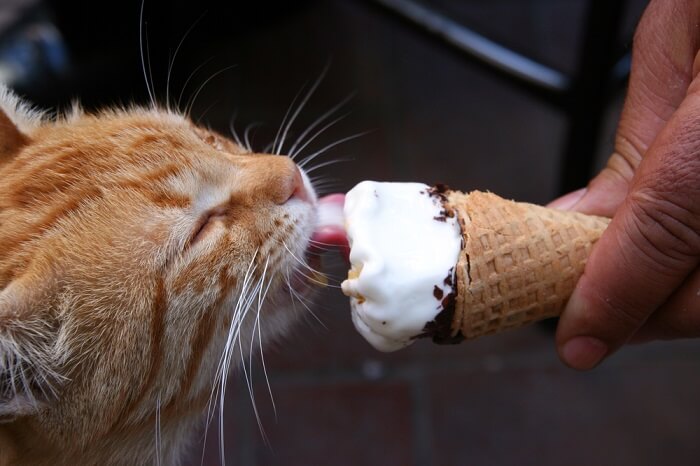 My Cat Tried Ice Cream—Chaos Ensued