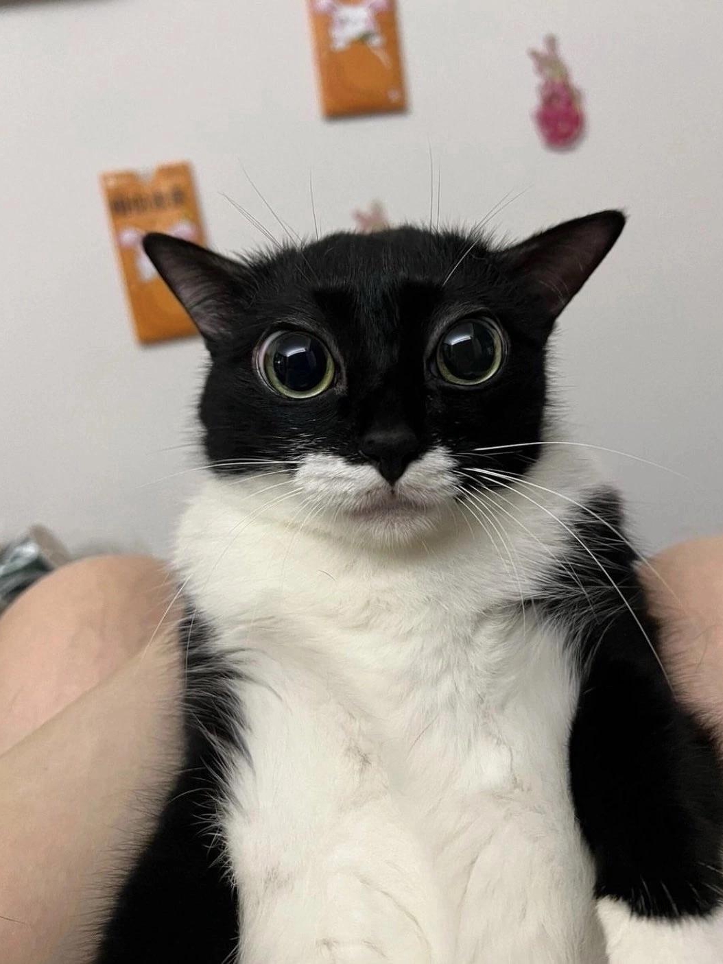 Decoding My Cat’s Mysterious Mood Swings