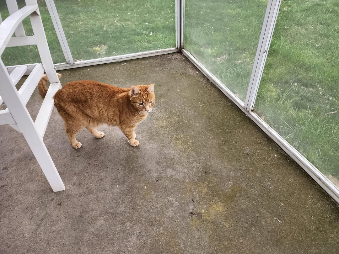 Outdoor Cats Aren’t the Problem—Their Owners Are