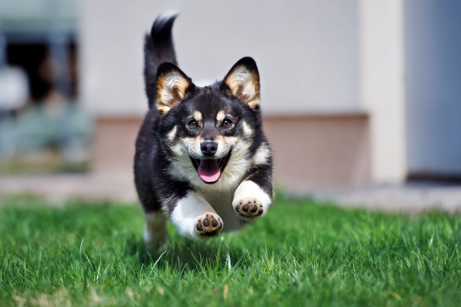 Show Me Your Cutest Pet Chaos Moments