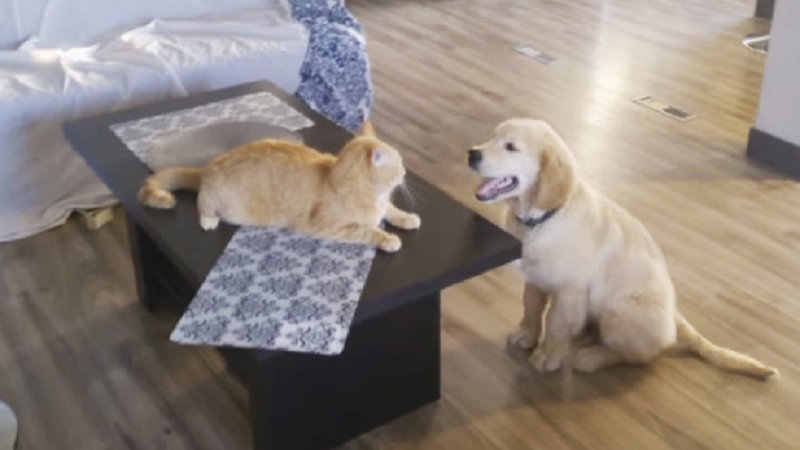 My Dog Tried to Outrun a Cat—Chaos Ensued