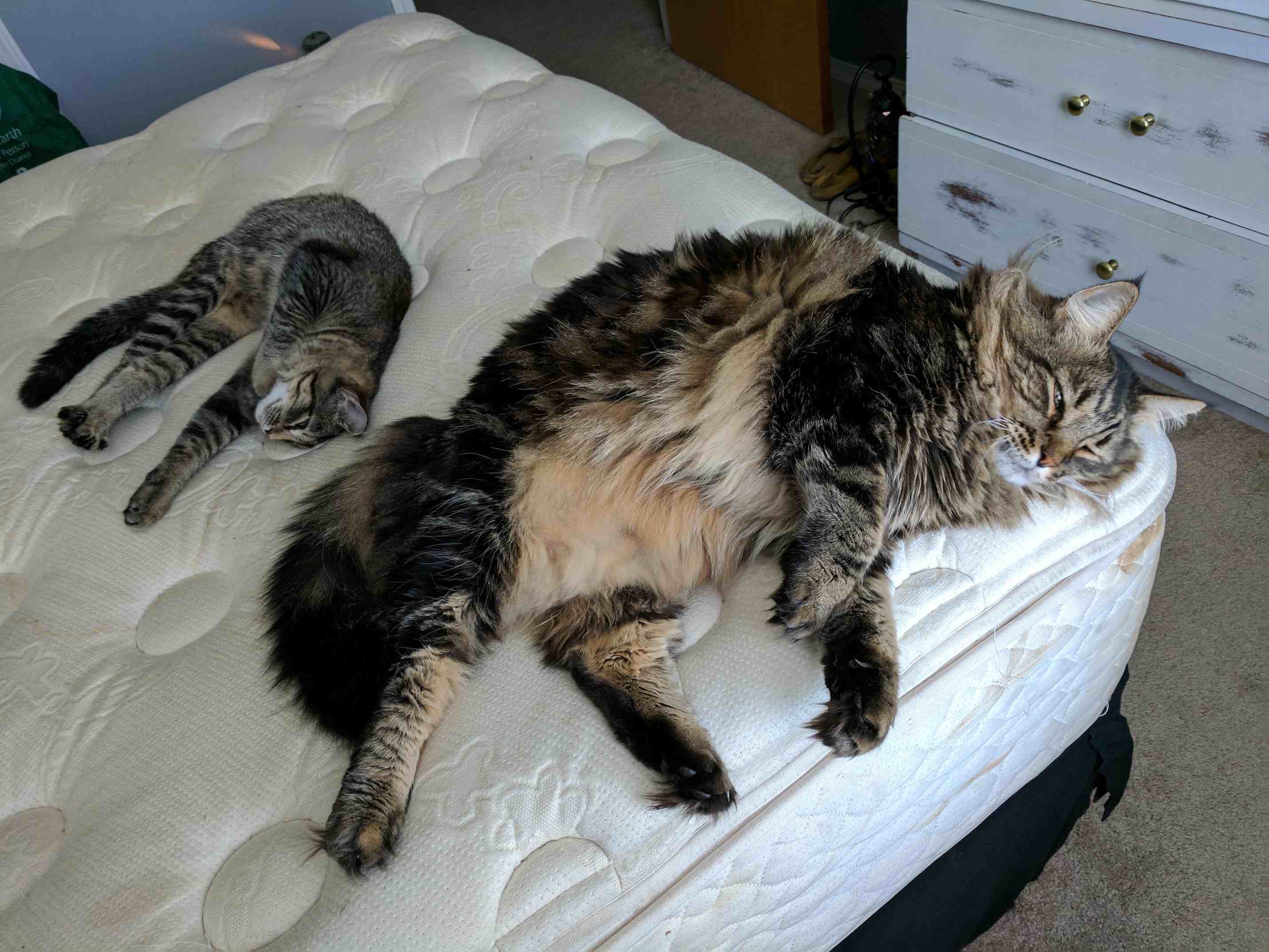 When Your Cat is a Tiny Roommate & a Giant Boss