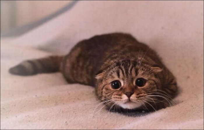 Saying Goodbye to My Best Furry Friend