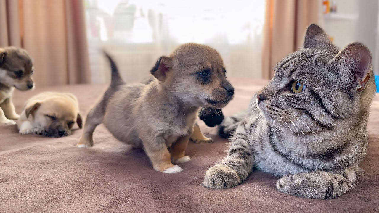 My Cat’s Reaction to My New Puppy = Priceless