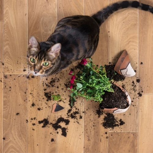 When Your Cat Decides Your Plants Are Litter Boxes