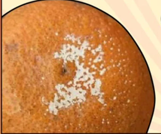 What’s That White Stuff on Oranges?! Let’s Clear It Up…