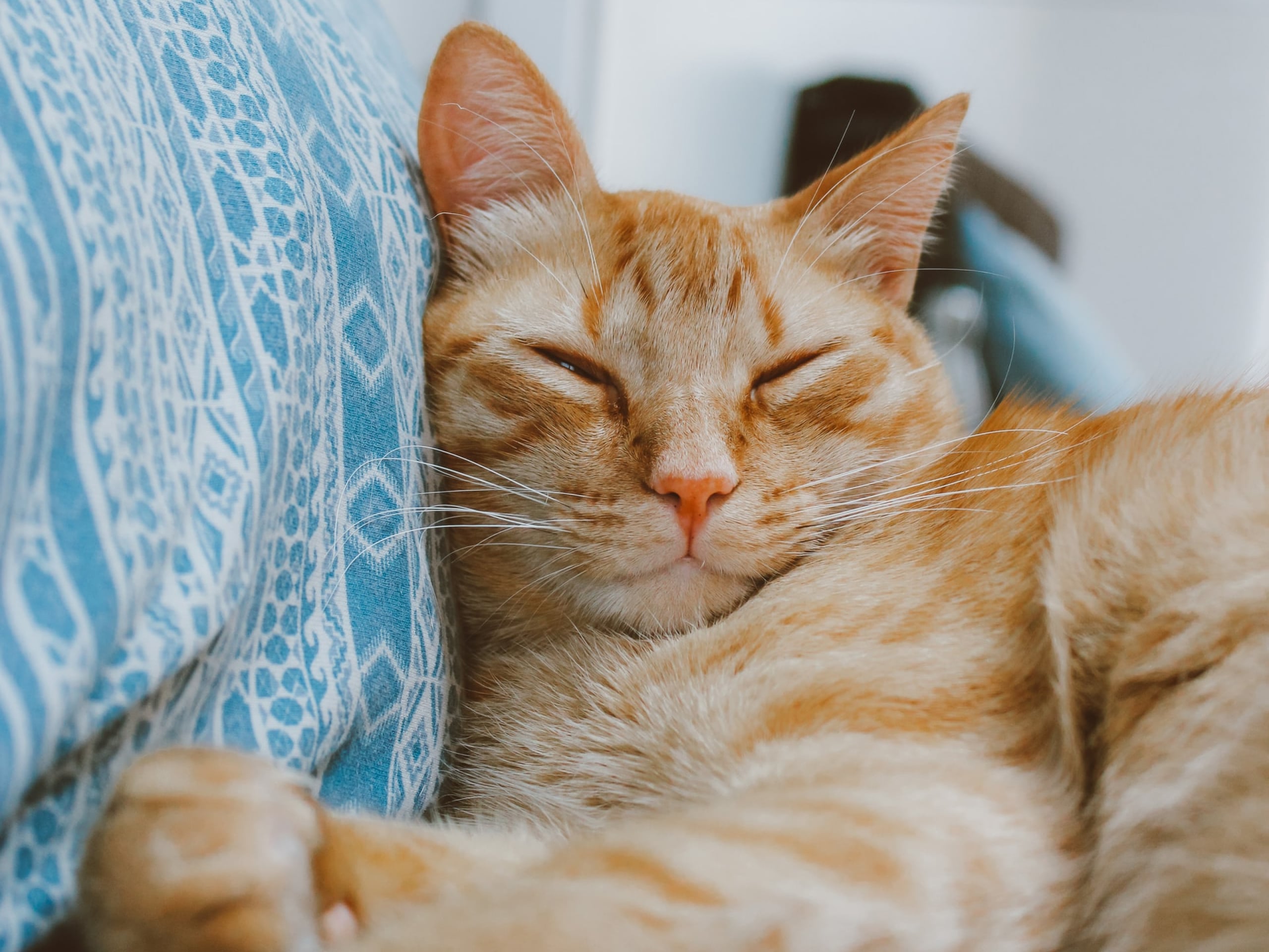 My Cat’s Purr Is Now Doctor-Approved Content
