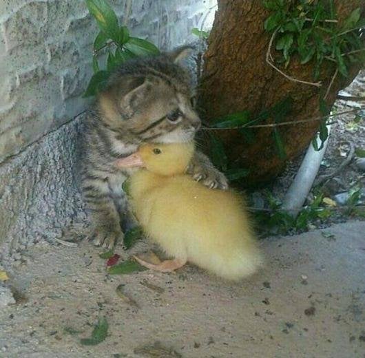 My Cat Adopted a Duckling (?!?)