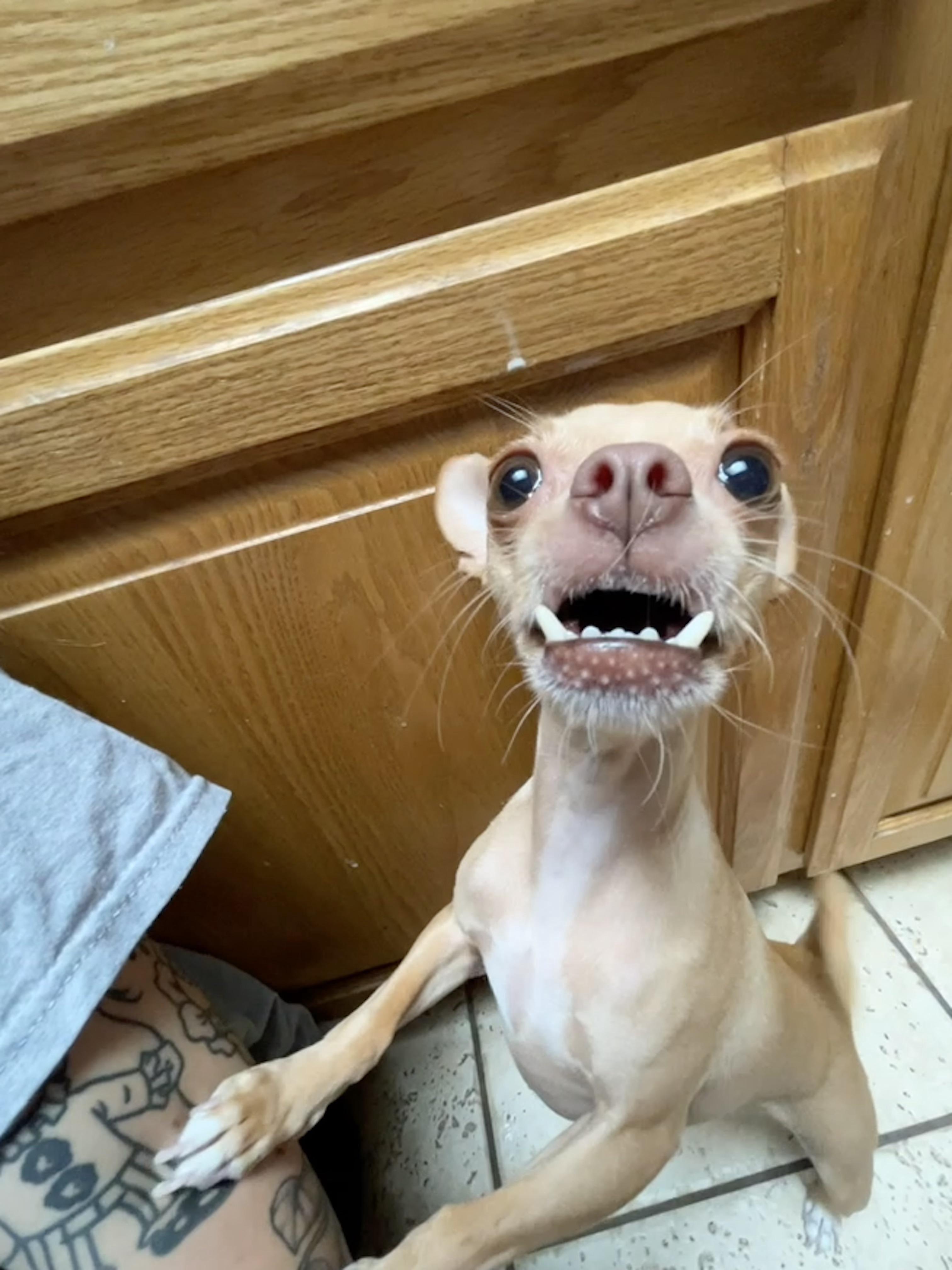 Pets Who Forgot How to Be Serious