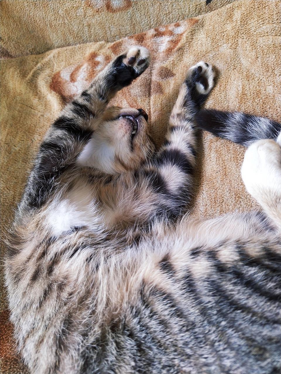 My Cat’s Laziness Is Next-Level Hilarious