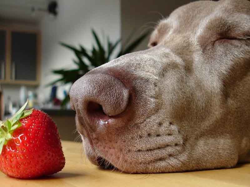 Snowed In? Keep Your Dog’s Brain Busy!
