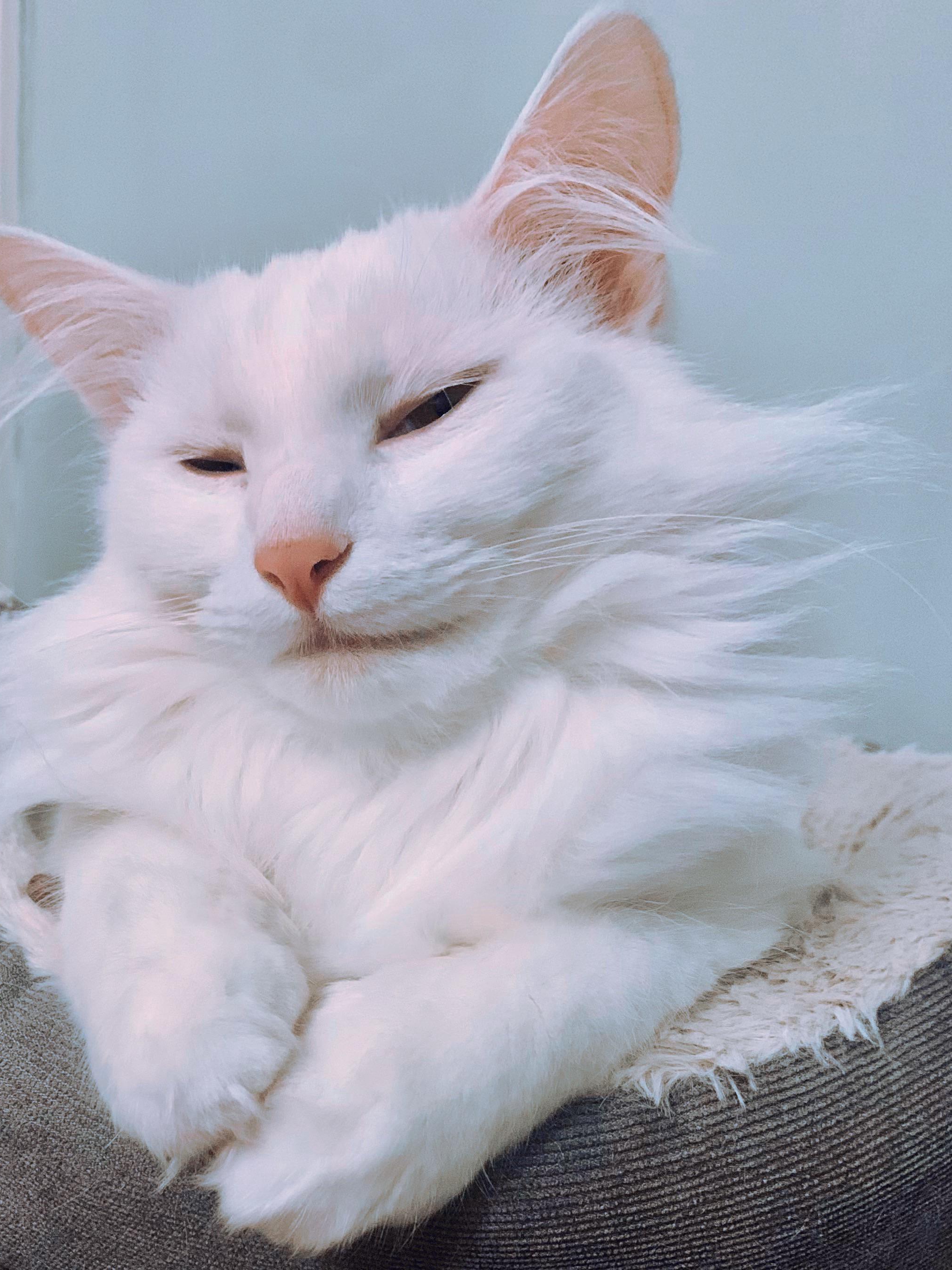 My Cat Outsmarted Me—Again