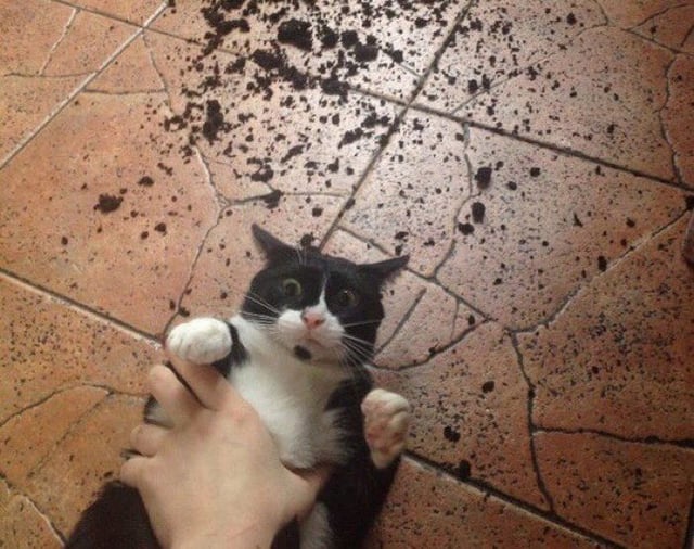 When Your Cat Mistakes a Cactus for Lunch