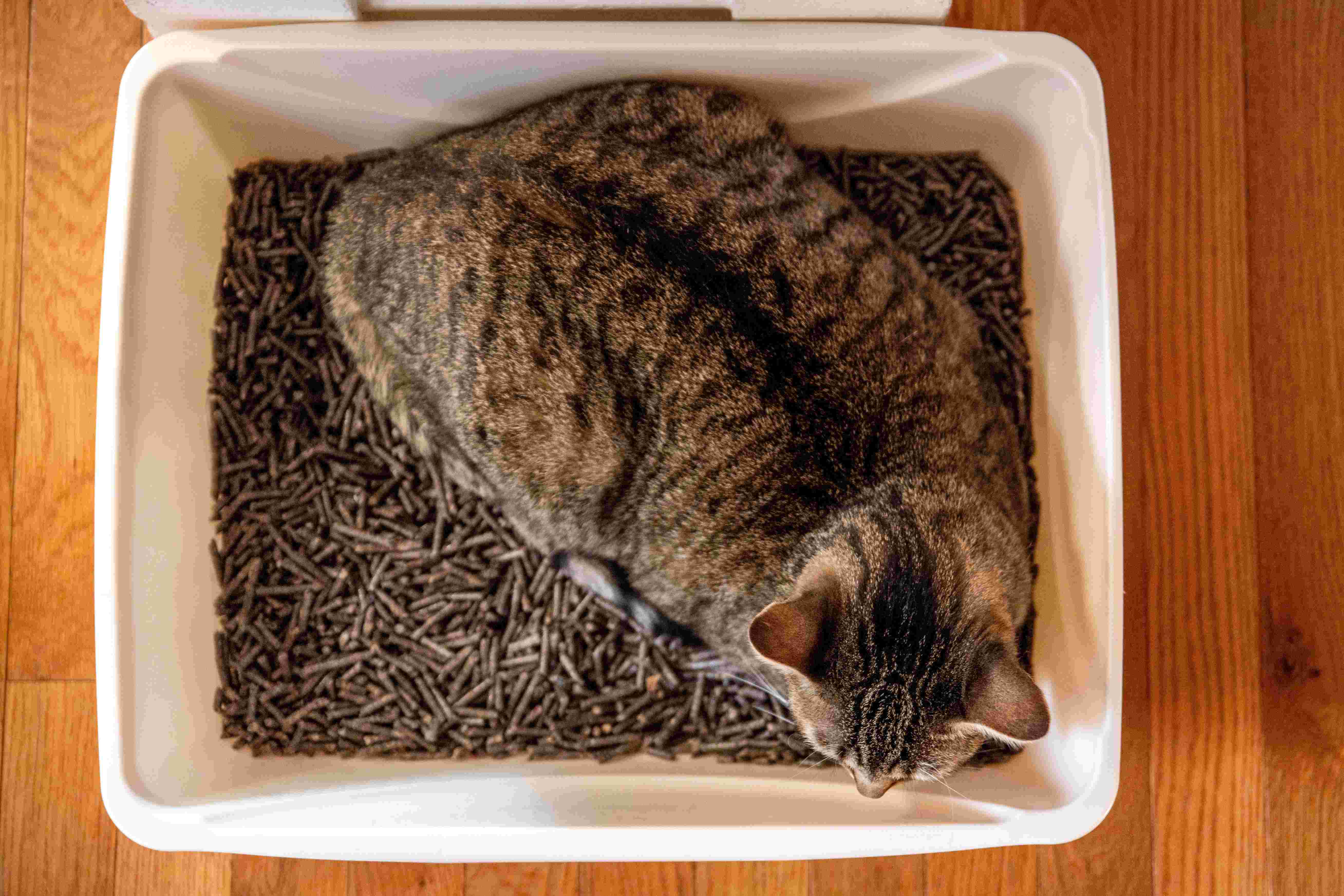 Why Is My Cat Obsessed With His Litter Box?