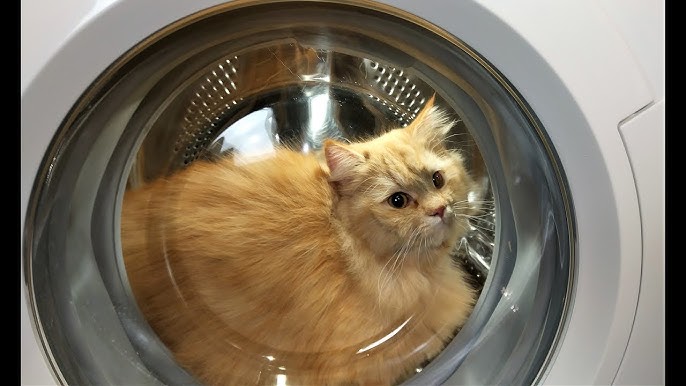 My Cat Thinks the Washing Machine Is a Throne