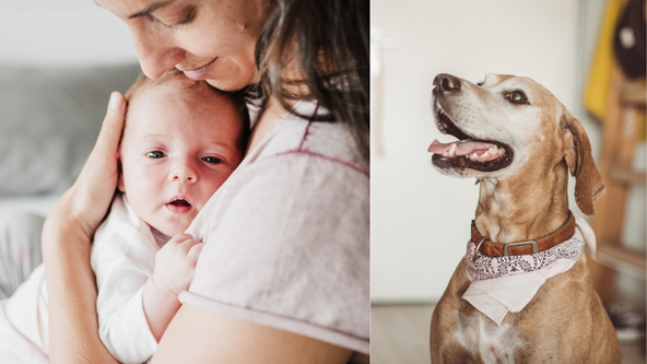 Would You Be Upset If Someone Asked for Your Dog’s Vaccine Records?