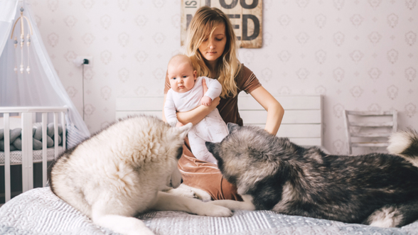 When Trust Is Broken: My Dog Bit My Baby—What Now?