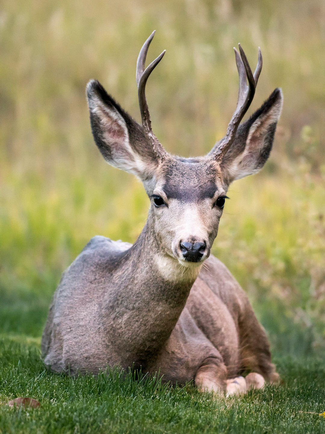 A Deer Appeared When I Needed a Sign—Was It More Than Coincidence?