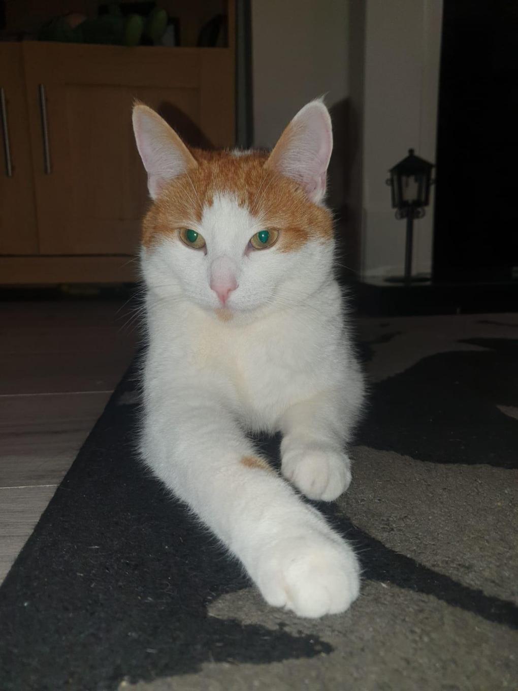 Cat Realizes the Treat Trickery