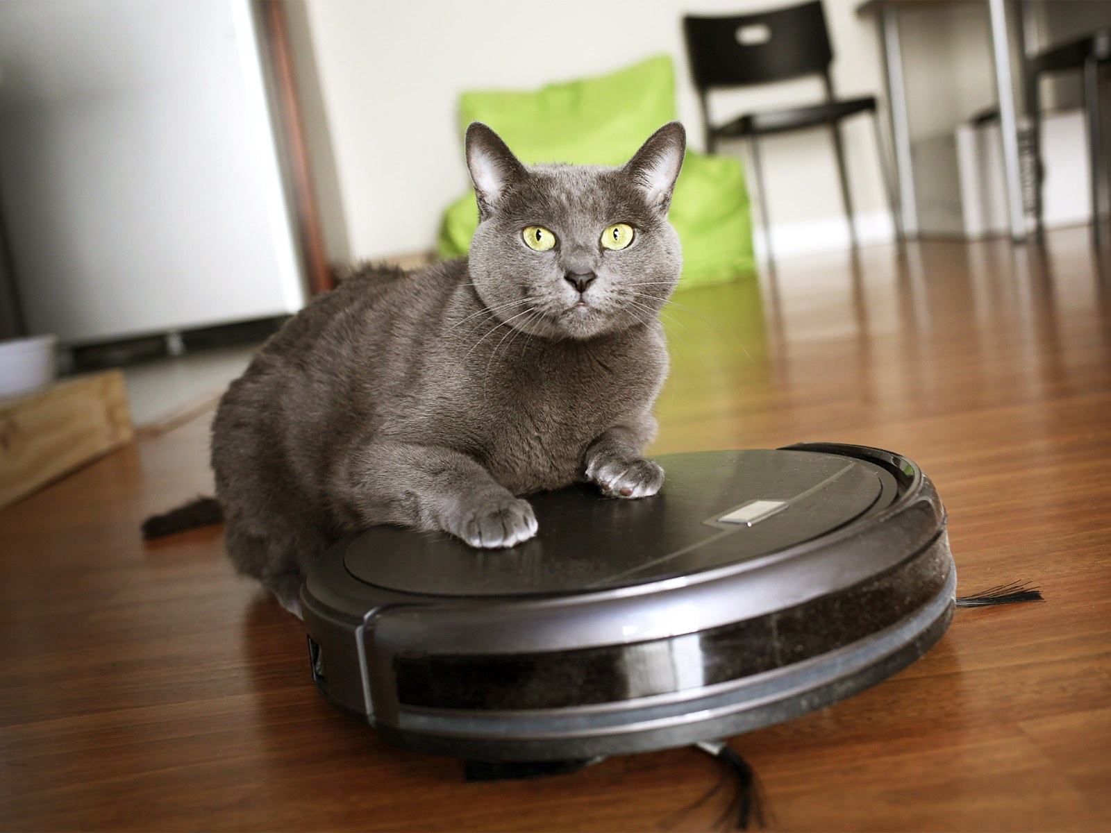 My Cat Clearly Missed the Pet Rulebook